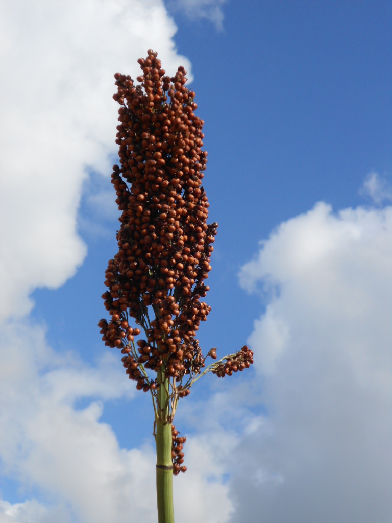数据库中未找到相应图片