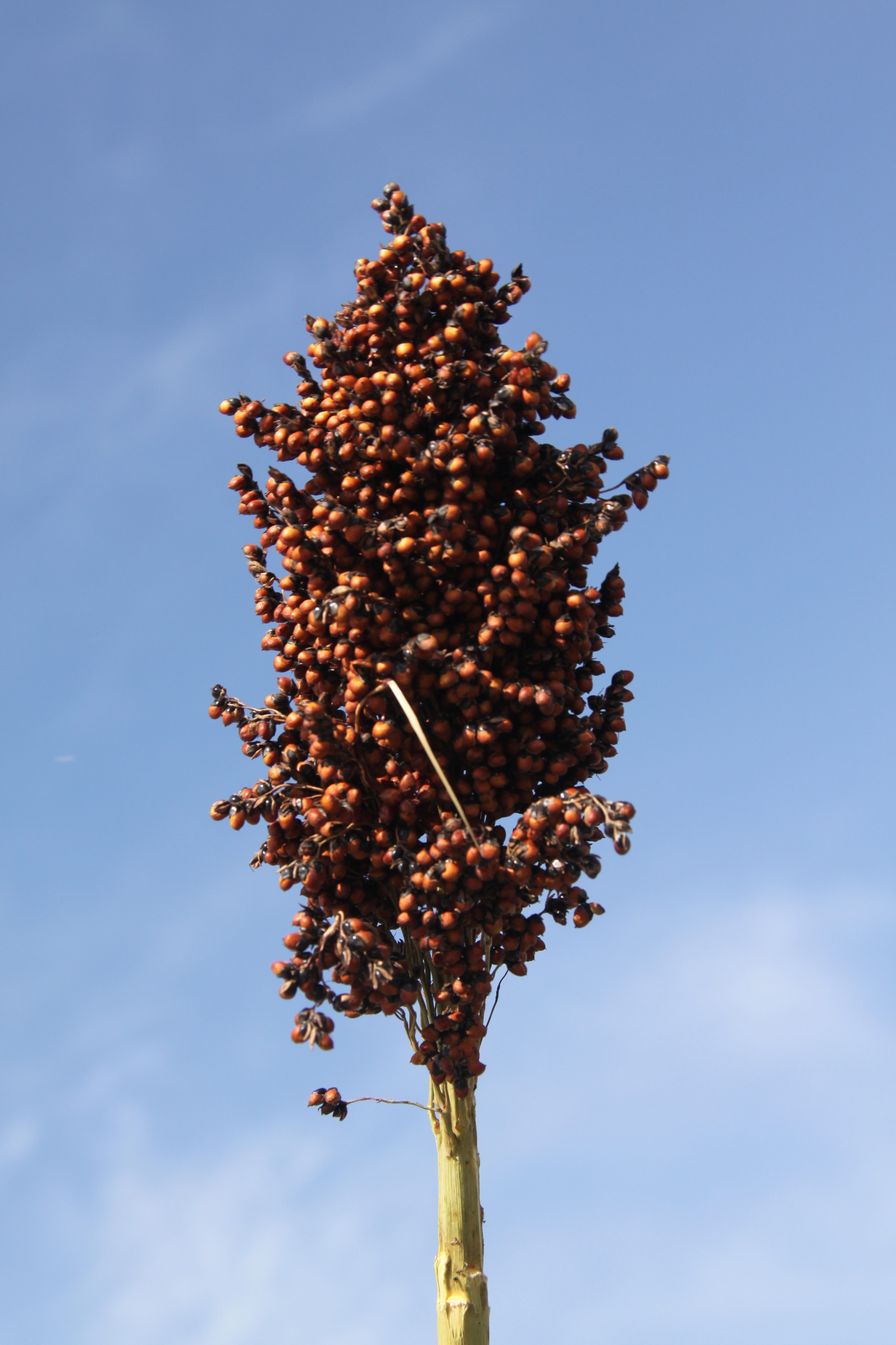 数据库中未找到相应图片